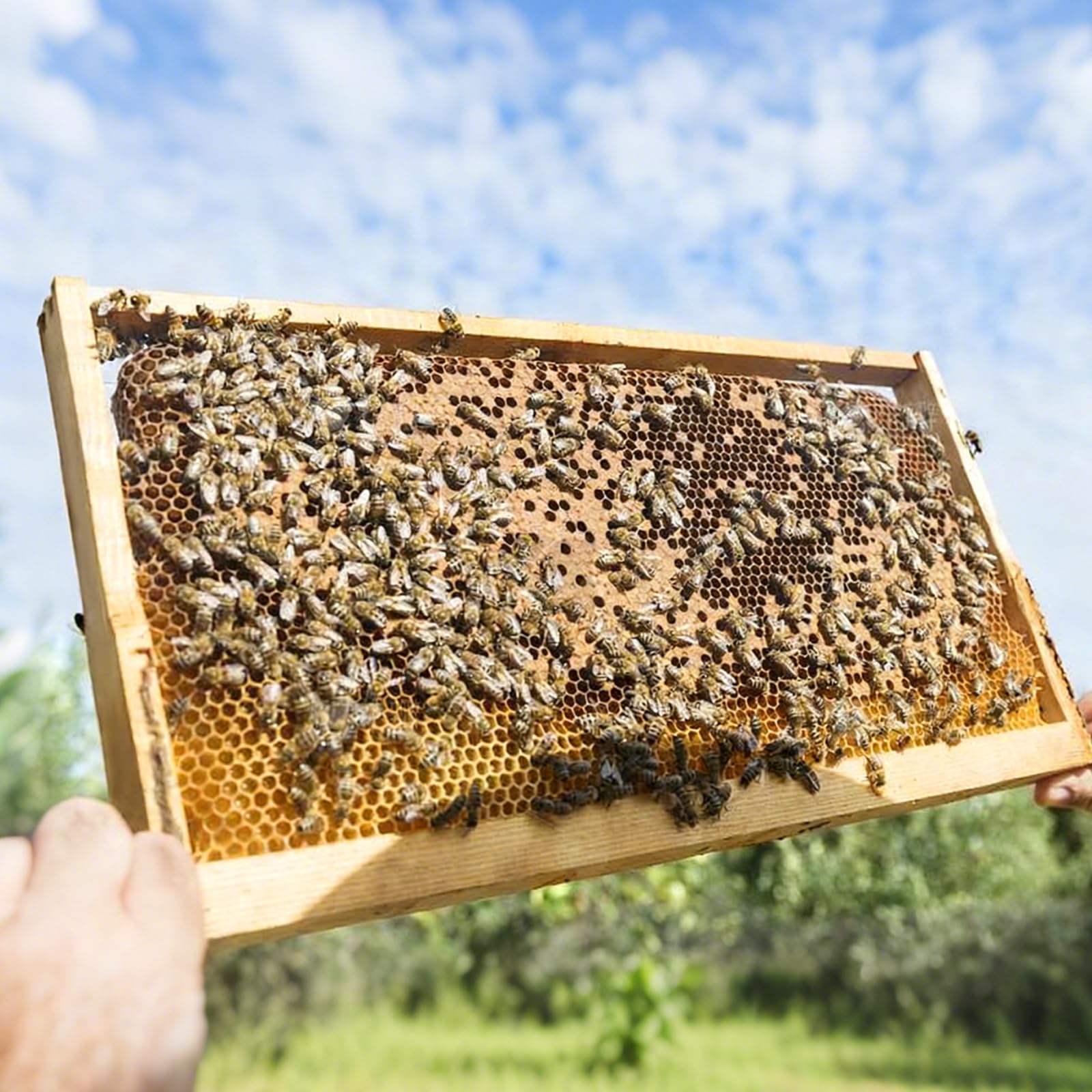 BEEKNOWS frames in an apiary setting demonstrating practical hive expansion