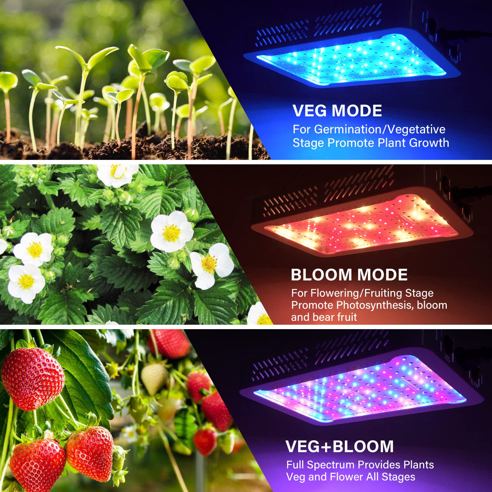 Beelux close-up of dual LED chips highlighting concentrated red spectrum advantage