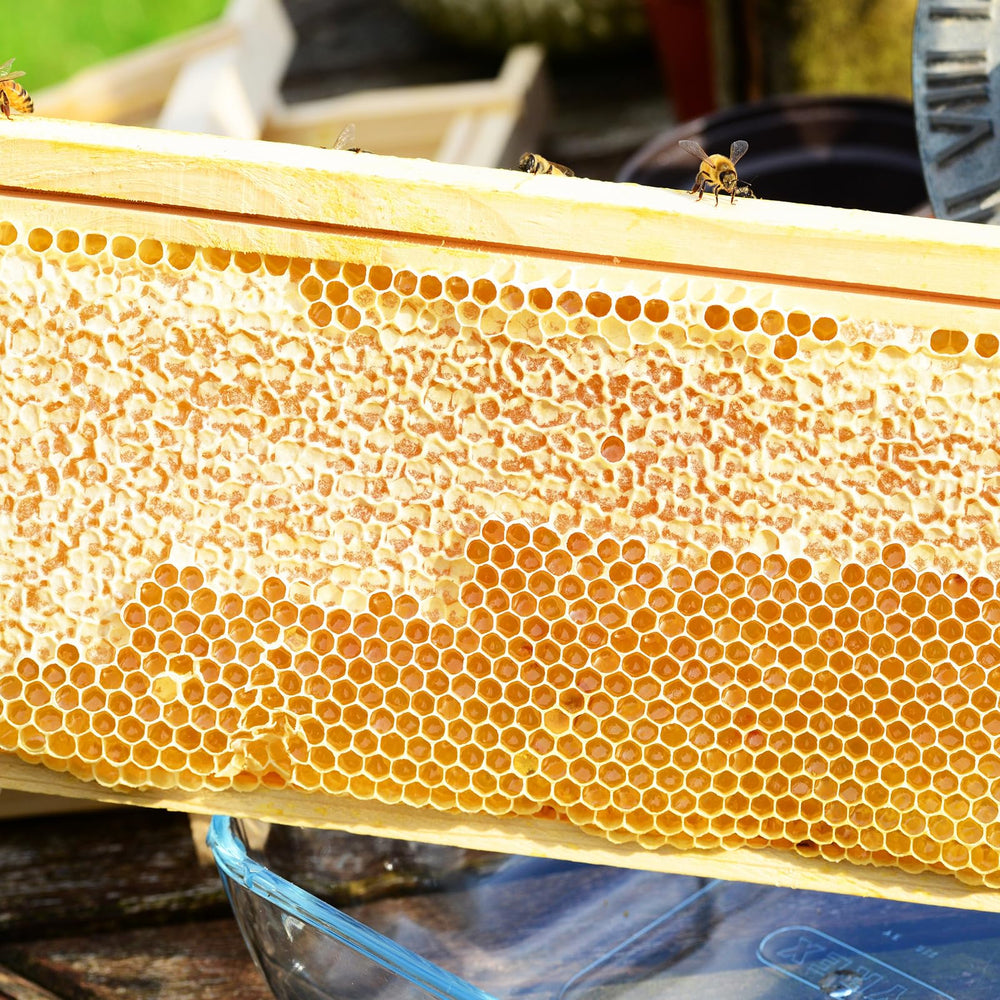 BeeTech polished pine frame close-up highlighting smooth wood for safer inspections