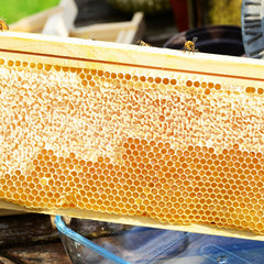 BeeTech polished pine frame close-up highlighting smooth wood for safer inspections