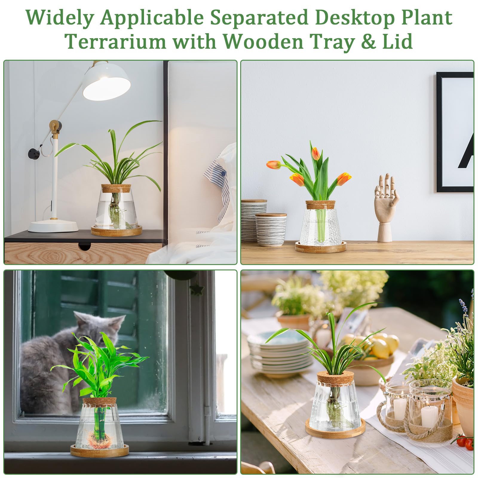 Beeveer lifestyle windowsill setup with propagated cuttings adding greenery and decorative charm