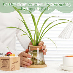 Beeveer top view open lids showing glass mouths and wooden lids for easy access and watering
