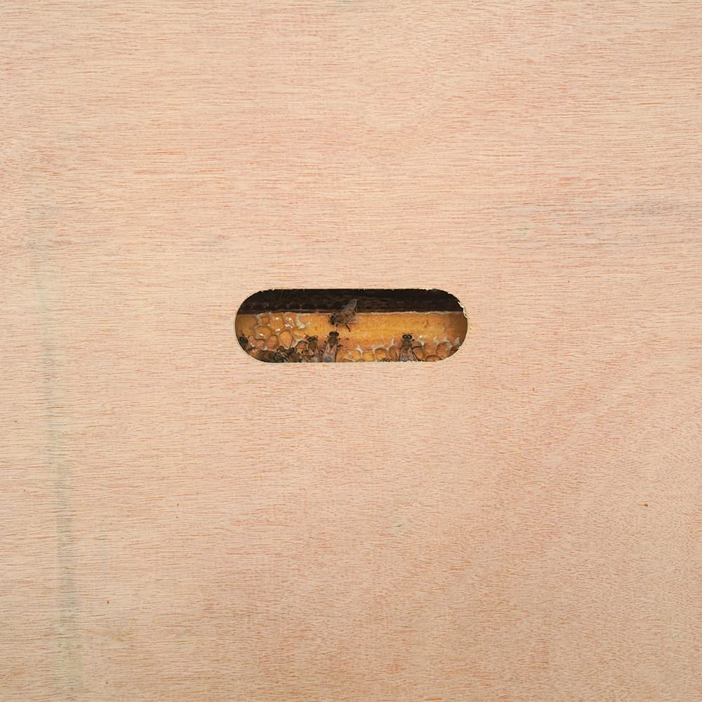 BEEXTM inner cover beside ruler illustrating standard 8-frame dimensions for compatibility