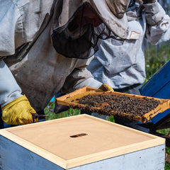 BEEXTM inner cover installed in hive showing proper placement and improved airflow
