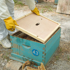 BEEXTM oval cutout closeup showing feeder and escape compatibility