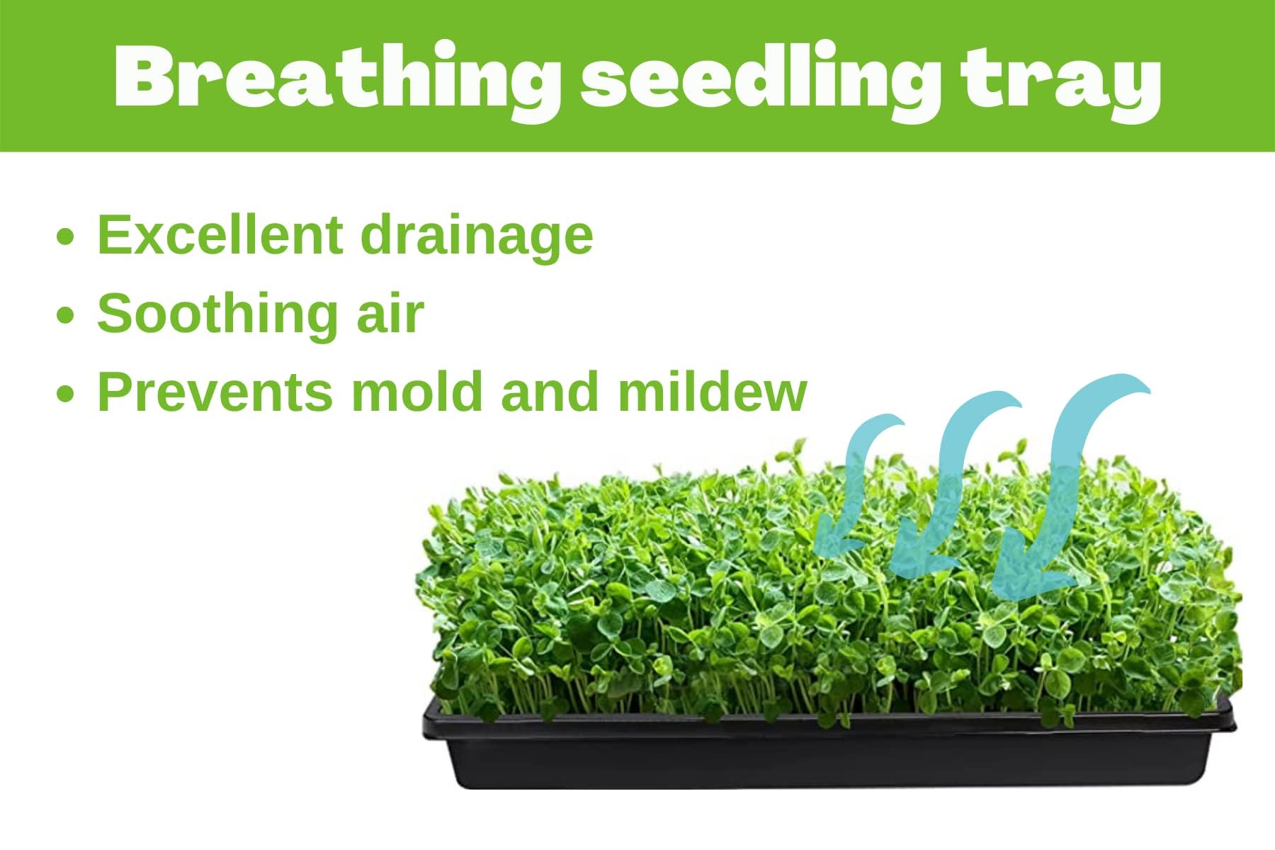 BeGrit tray with dense microgreens showing high germination and clean harvests
