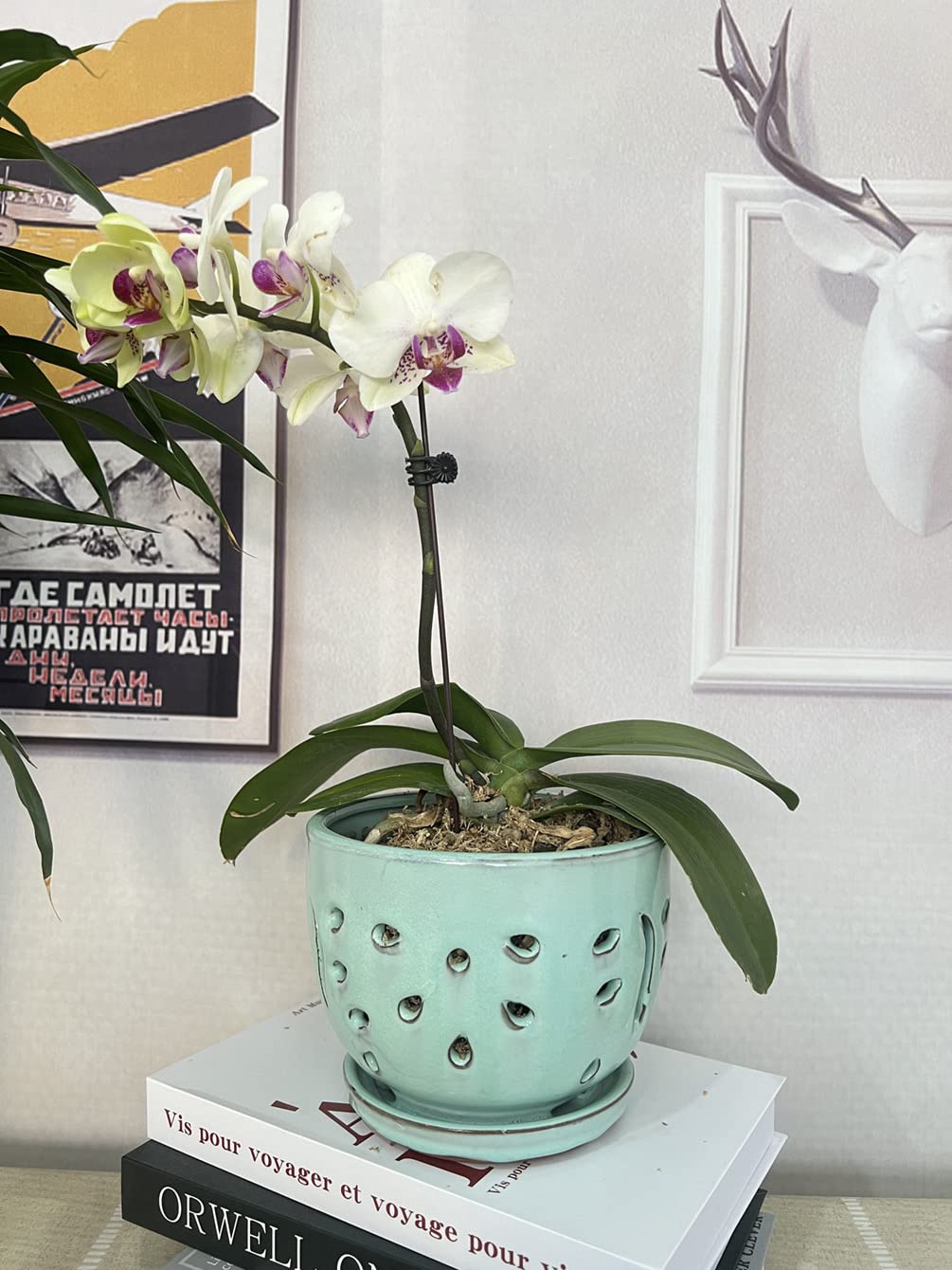 Beitewei packaged single ceramic planter ready for gifting and protection