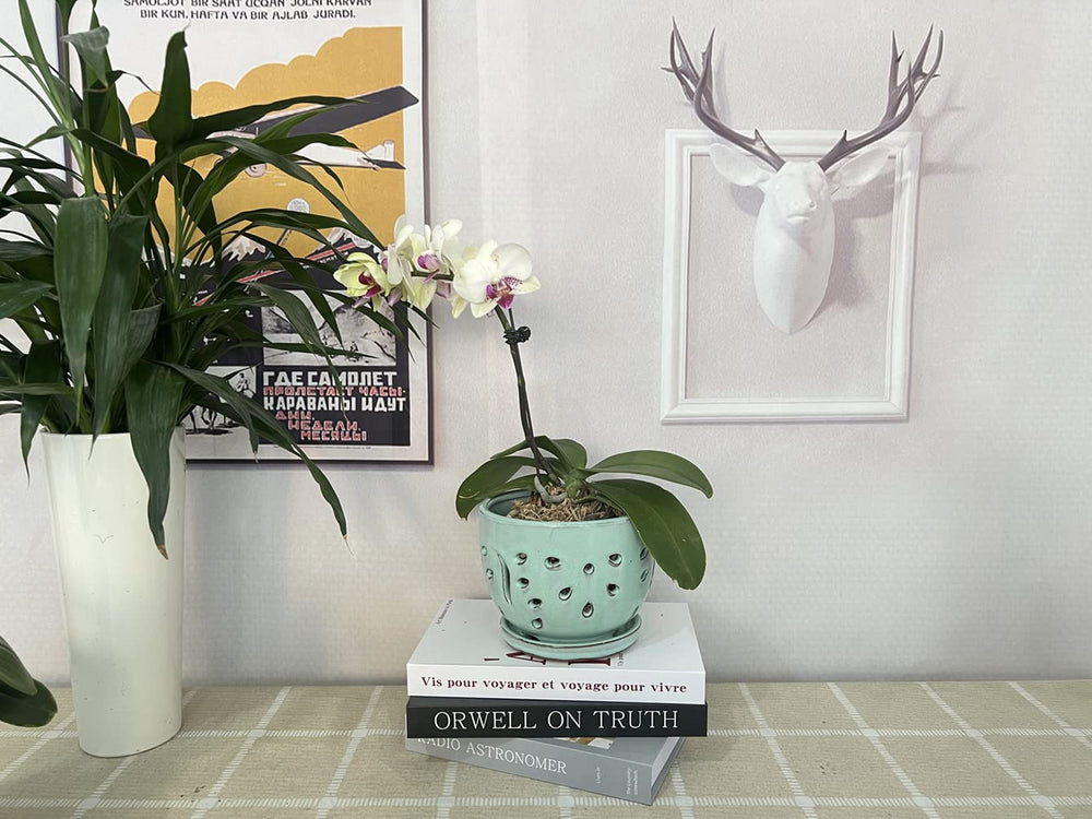 Beitewei with orchid on windowsill demonstrating natural light display benefit