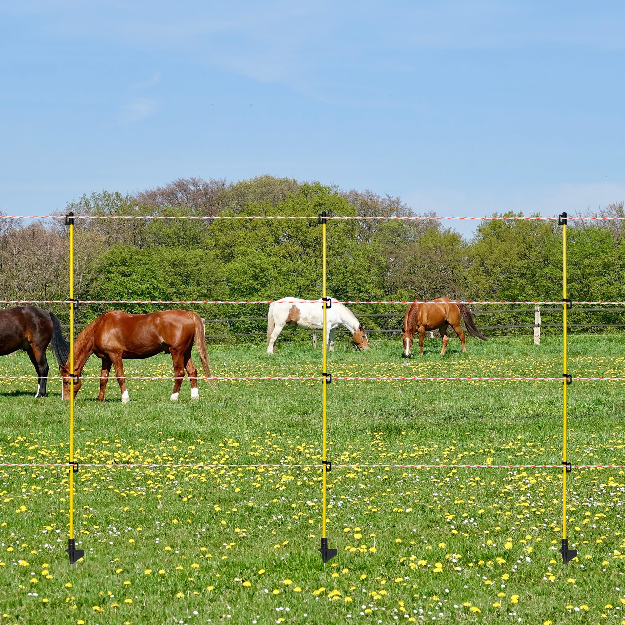 BEIYI posts installed in pasture with cattle providing temporary containment