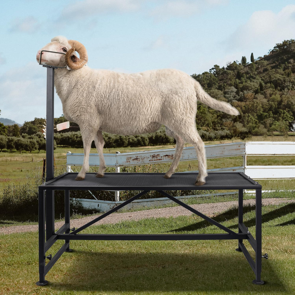 Belinova front view of goat stand showing full platform and secure headpiece, increases handling safety