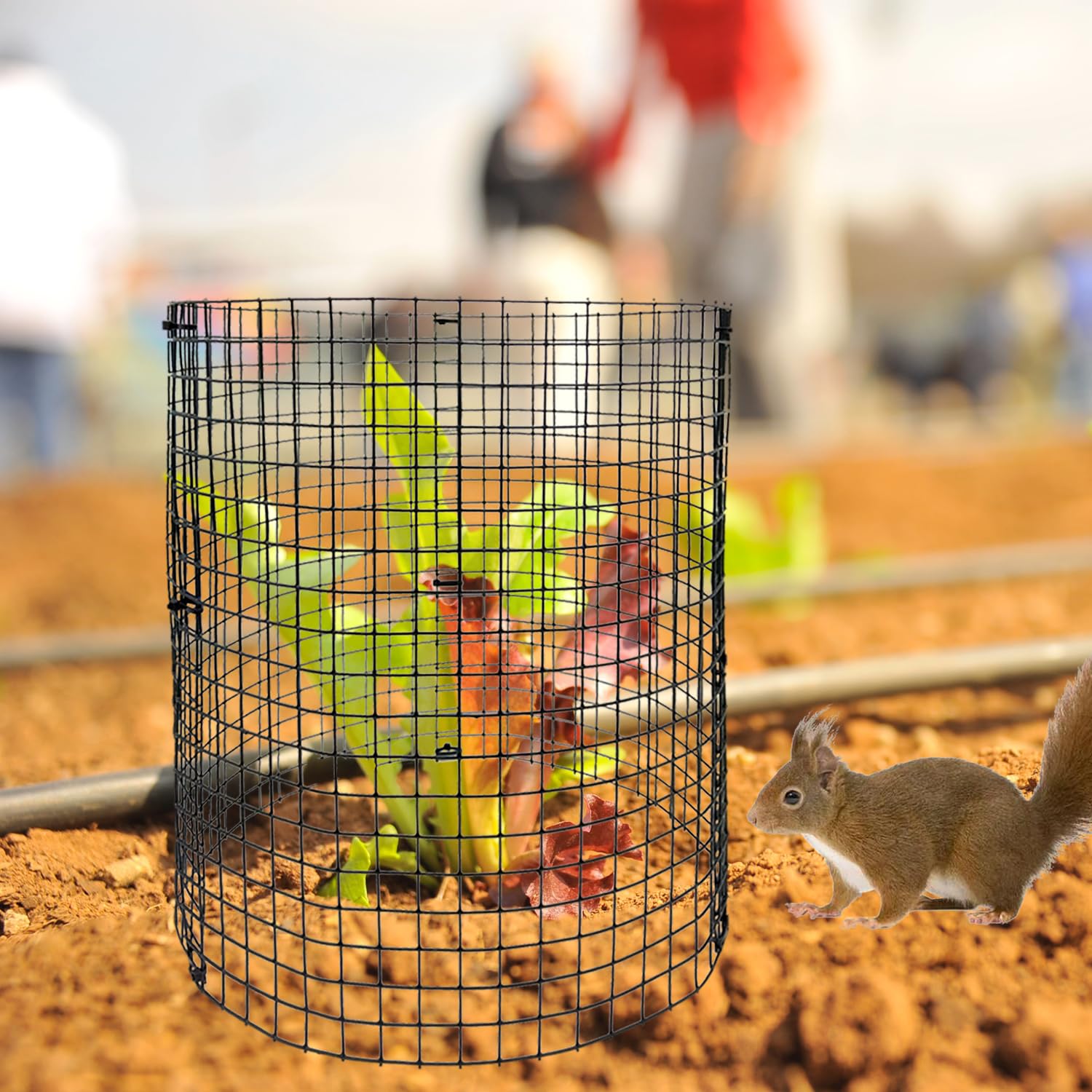 Benwanfee hand next to panel showing 12-inch scale and easy planting fit