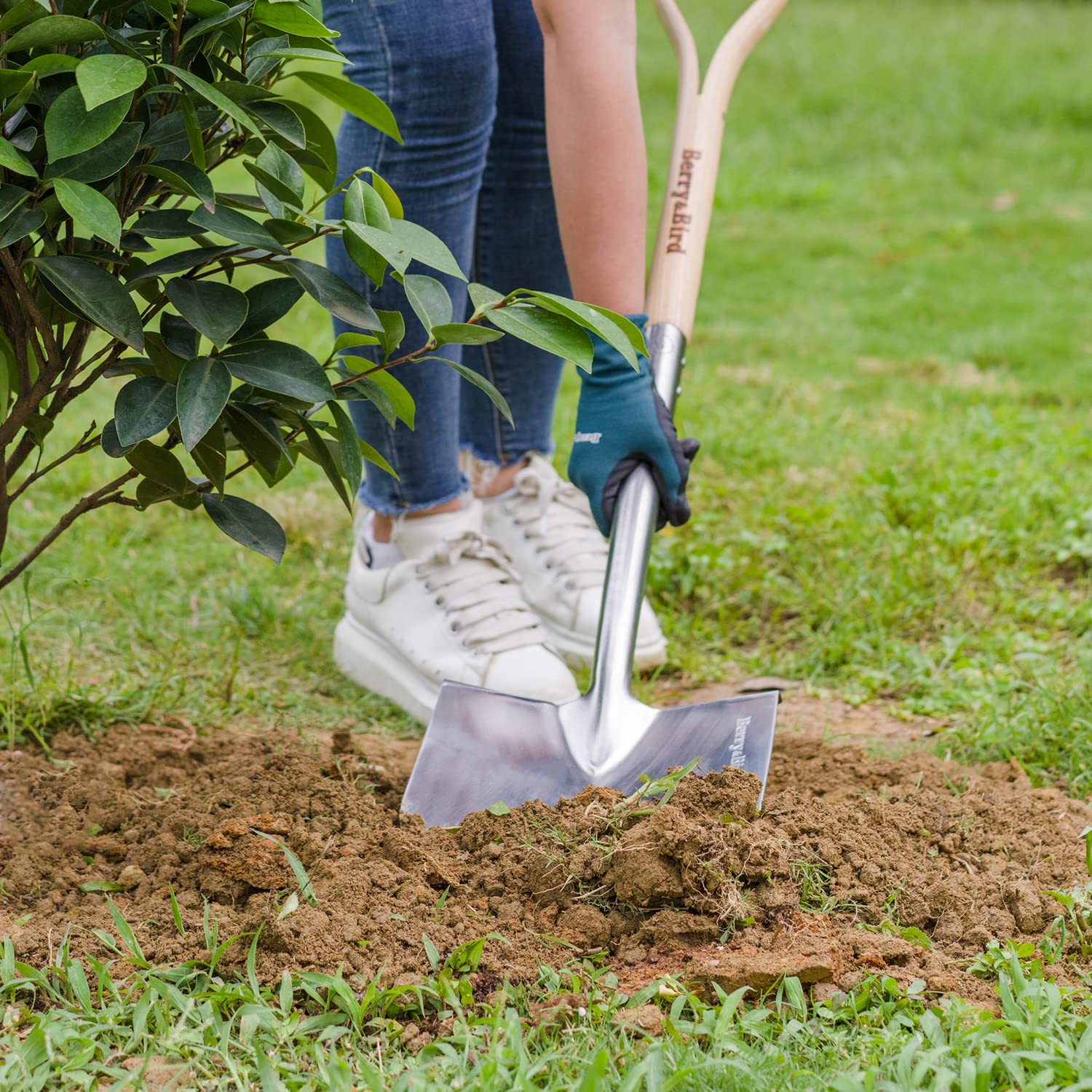 Berry&Bird spade plunged in soil demonstrating clean hole cutting