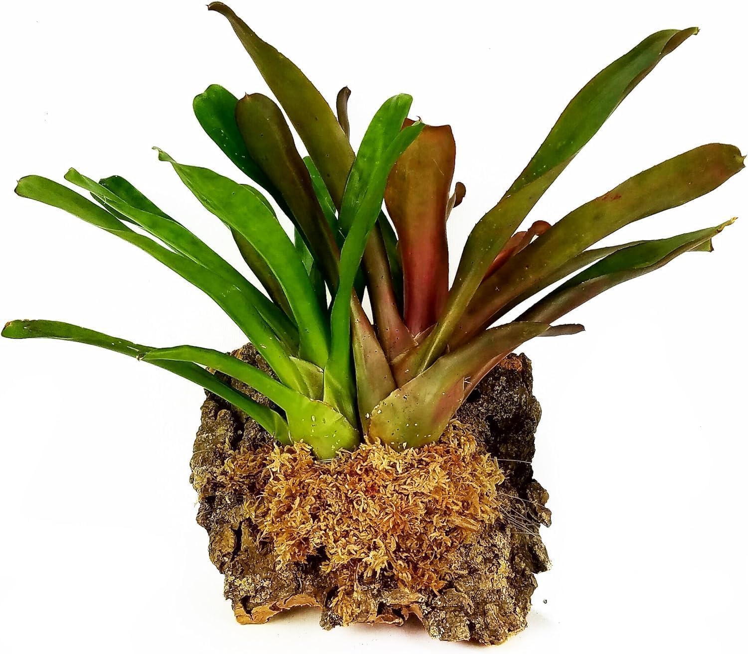 besgrow moss used in an orchid pot providing root support and aeration