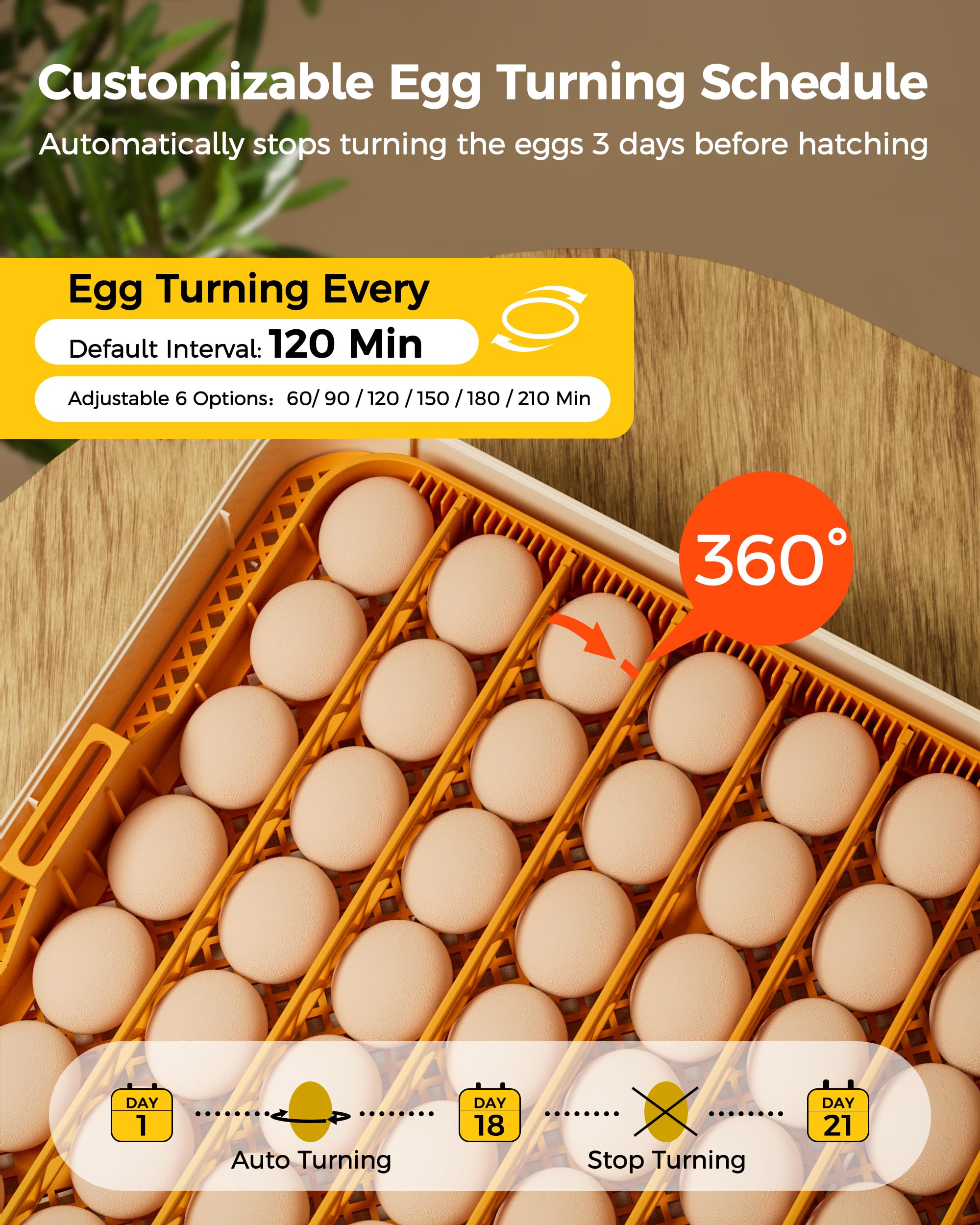 Besly close-up of egg trays and adjustable rails for flexible egg sizing