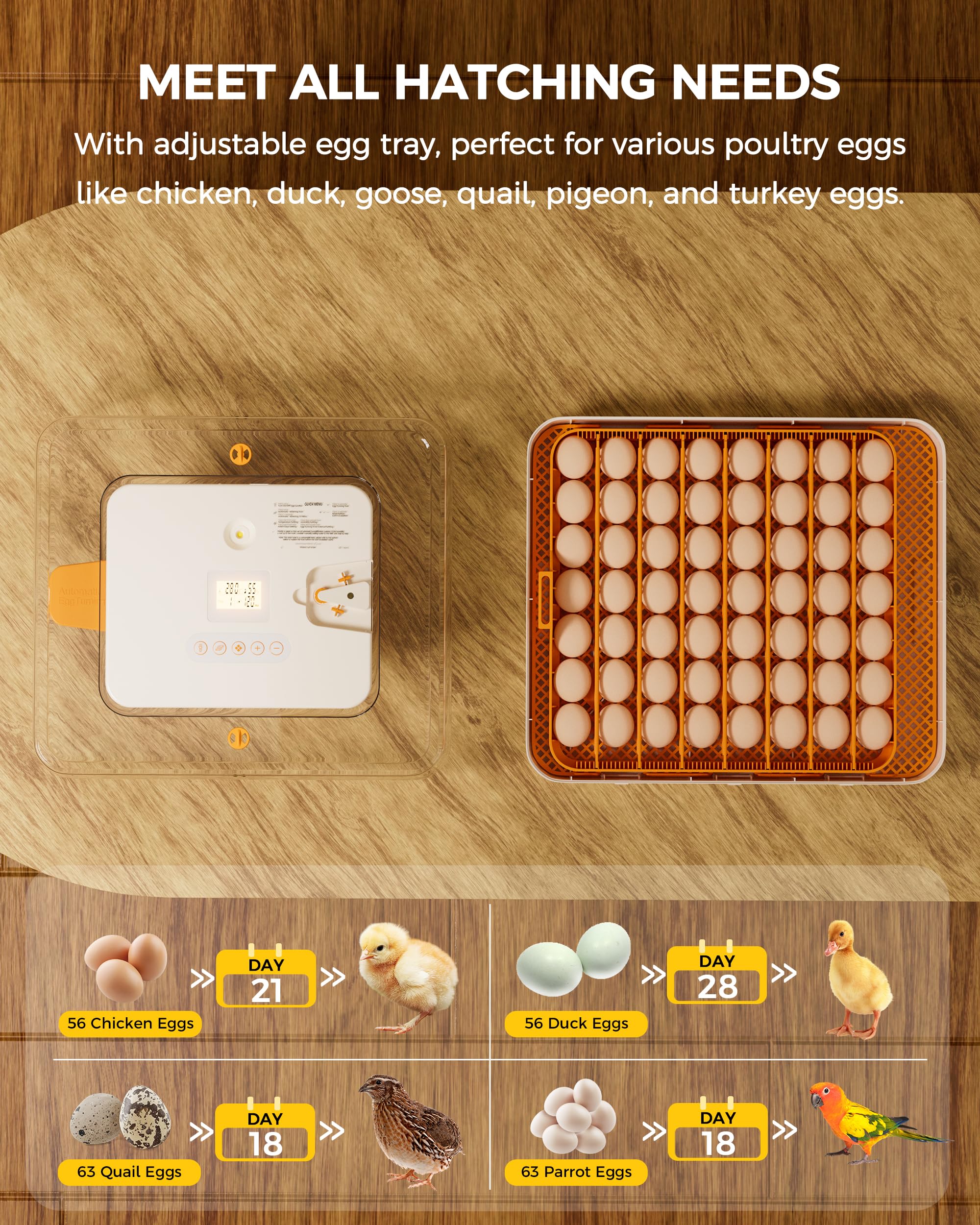 Besly top candler light illuminating eggs for safe internal inspection