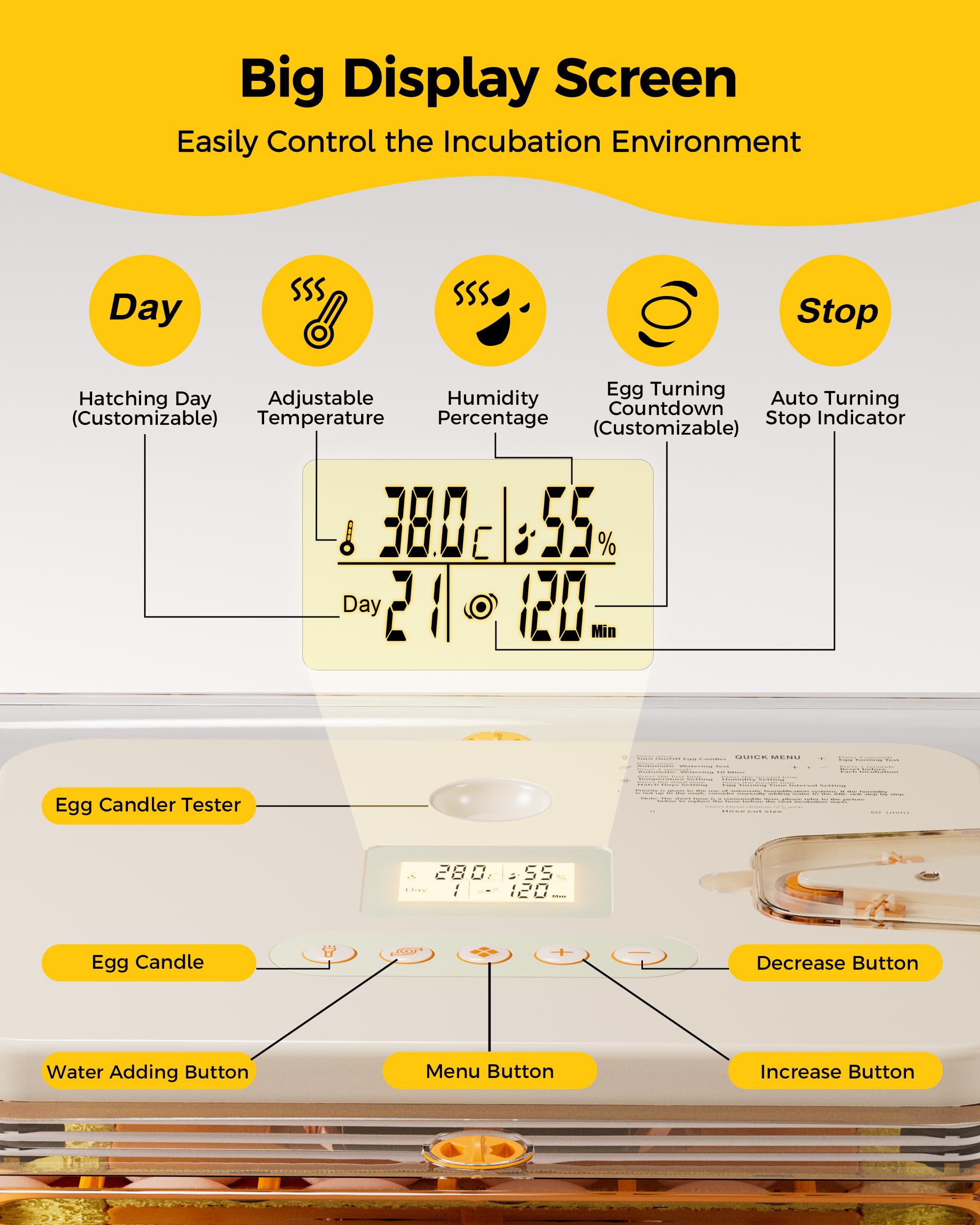 Besly transparent 360° viewing lid revealing eggs and clear observation benefit