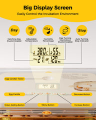 Besly transparent 360° viewing lid revealing eggs and clear observation benefit