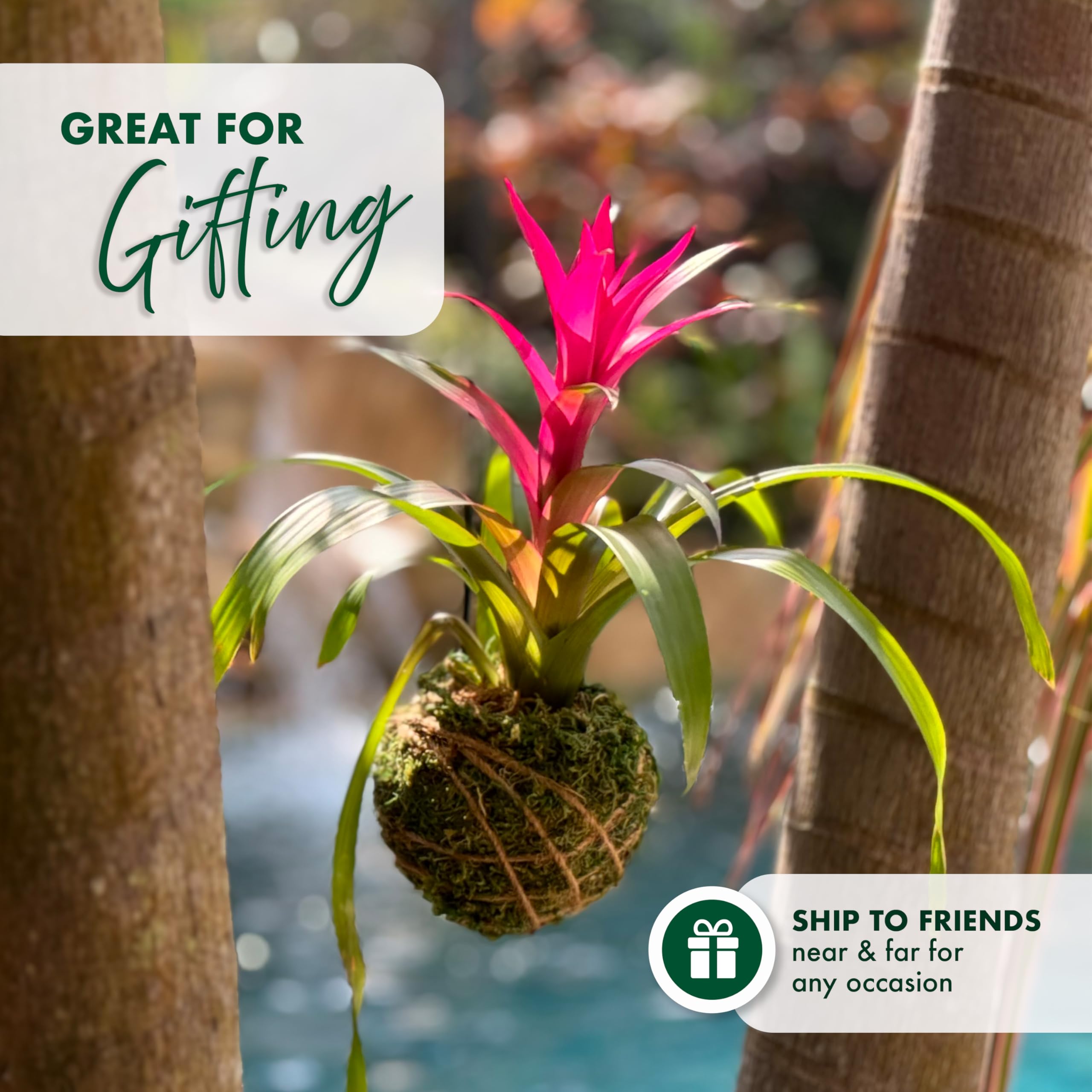 Better-Gro bromeliad flower detail highlighting color and structure for lasting visual interest