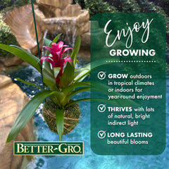 Better-Gro moss ball closeup showing texture and moisture-retaining surface for easier care