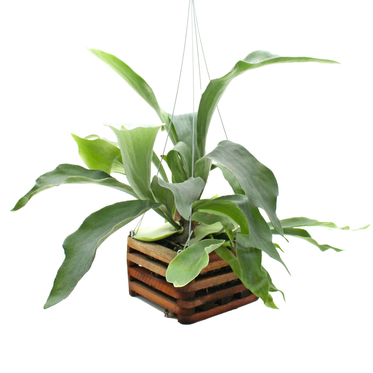 Better-Gro staghorn fern front view showing lush foliage and ready-to-display basket