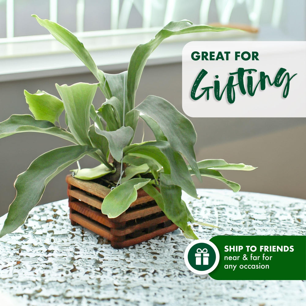 Better-Gro staghorn fern hanging display with wire hanger showcasing vertical accent