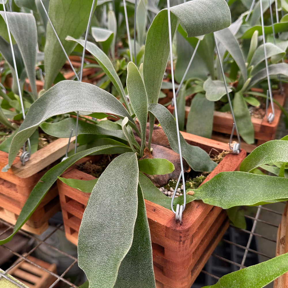 Better-Gro staghorn fern wooden basket detail showing handcrafted slat and rustic charm