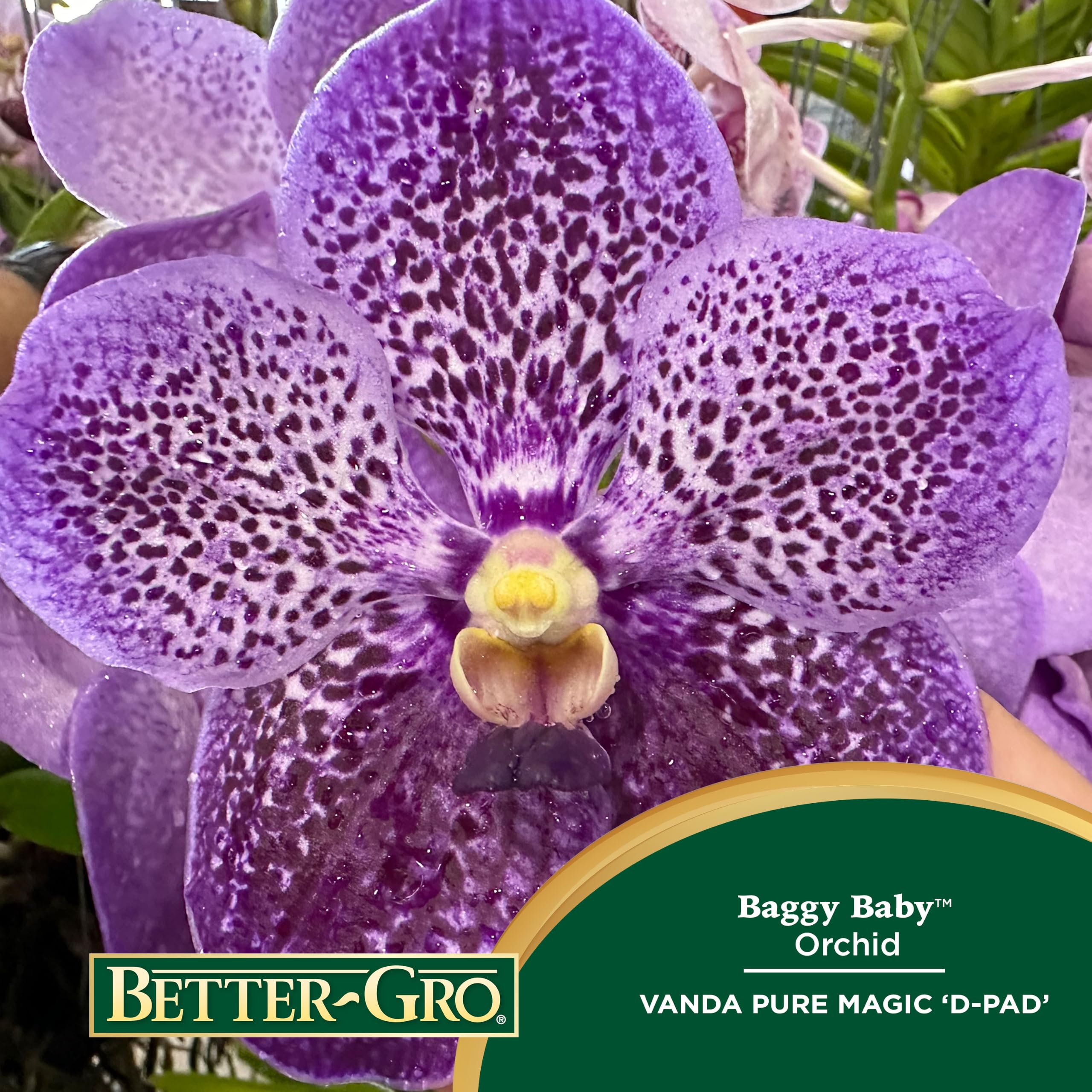 Better-Gro Vanda closeup of violet-purple flower spotting highlighting pattern