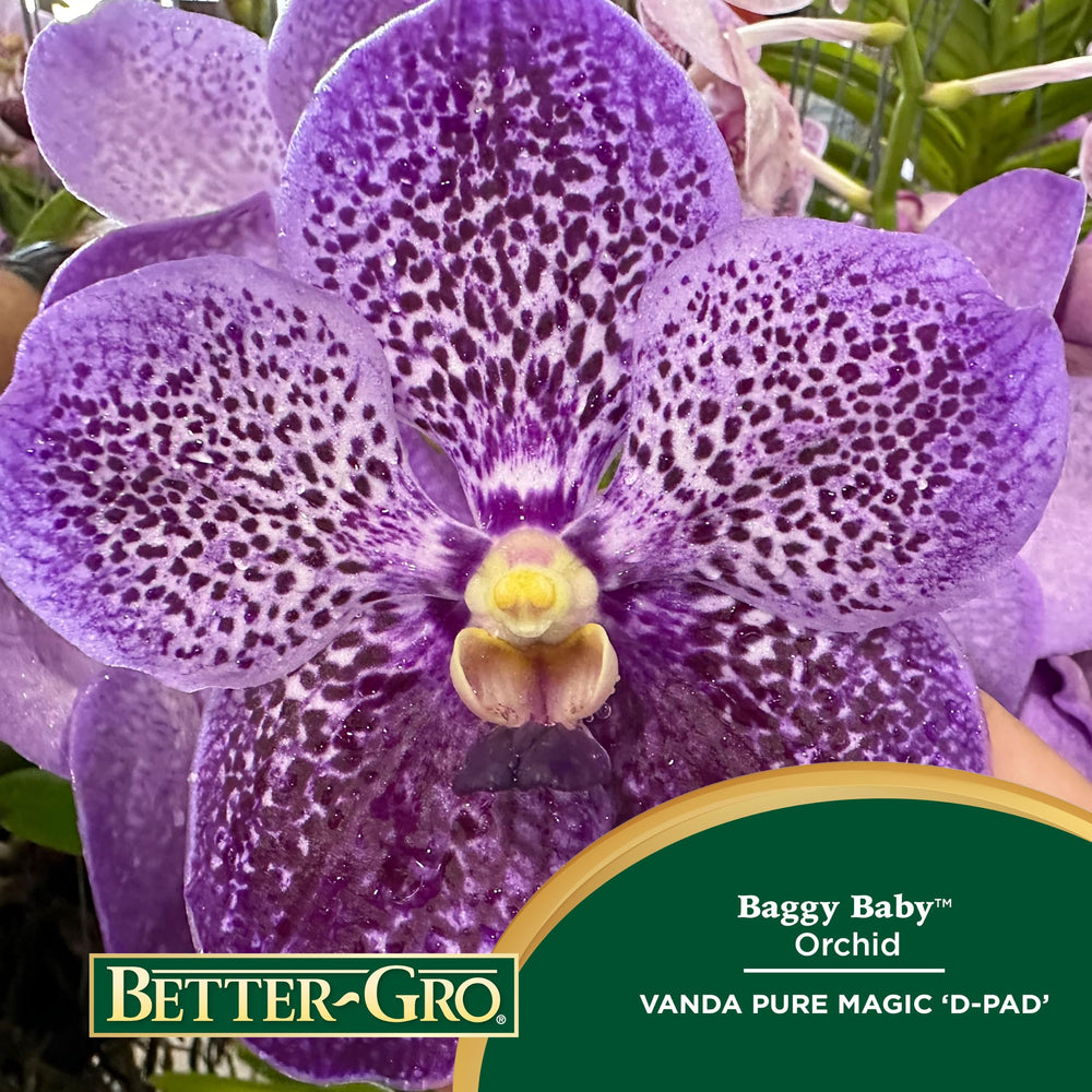 Better-Gro Vanda closeup of violet-purple flower spotting highlighting pattern
