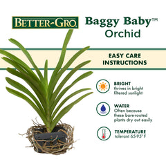 Better-Gro Vanda in basket display demonstrating ready-to-grow presentation