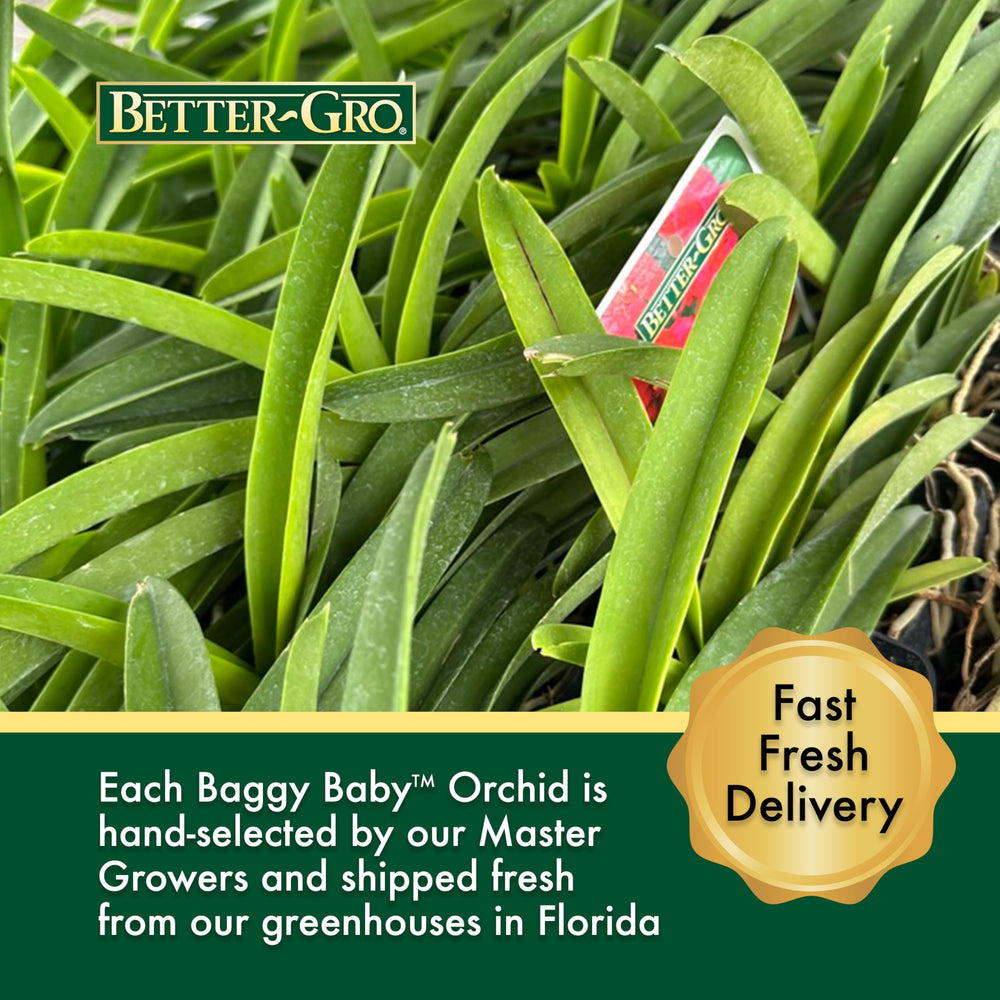 Better-Gro Vanda next to ruler size comparison showing expected scale