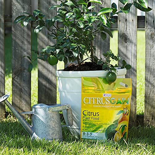 BGI Fertilizers used in a backyard citrus grove promoting healthier fruiting