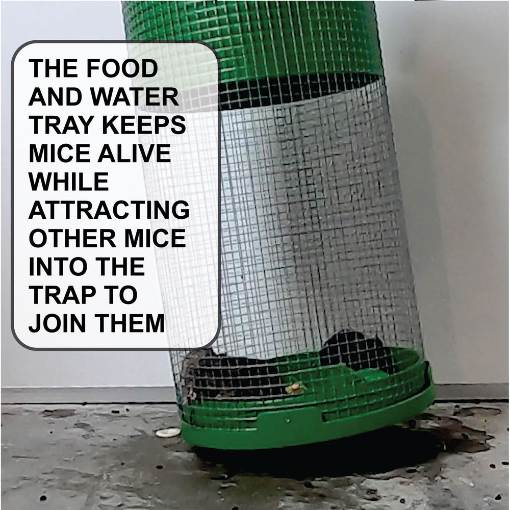 Billy-Bob trap in use with multiple mice demonstrating high capacity