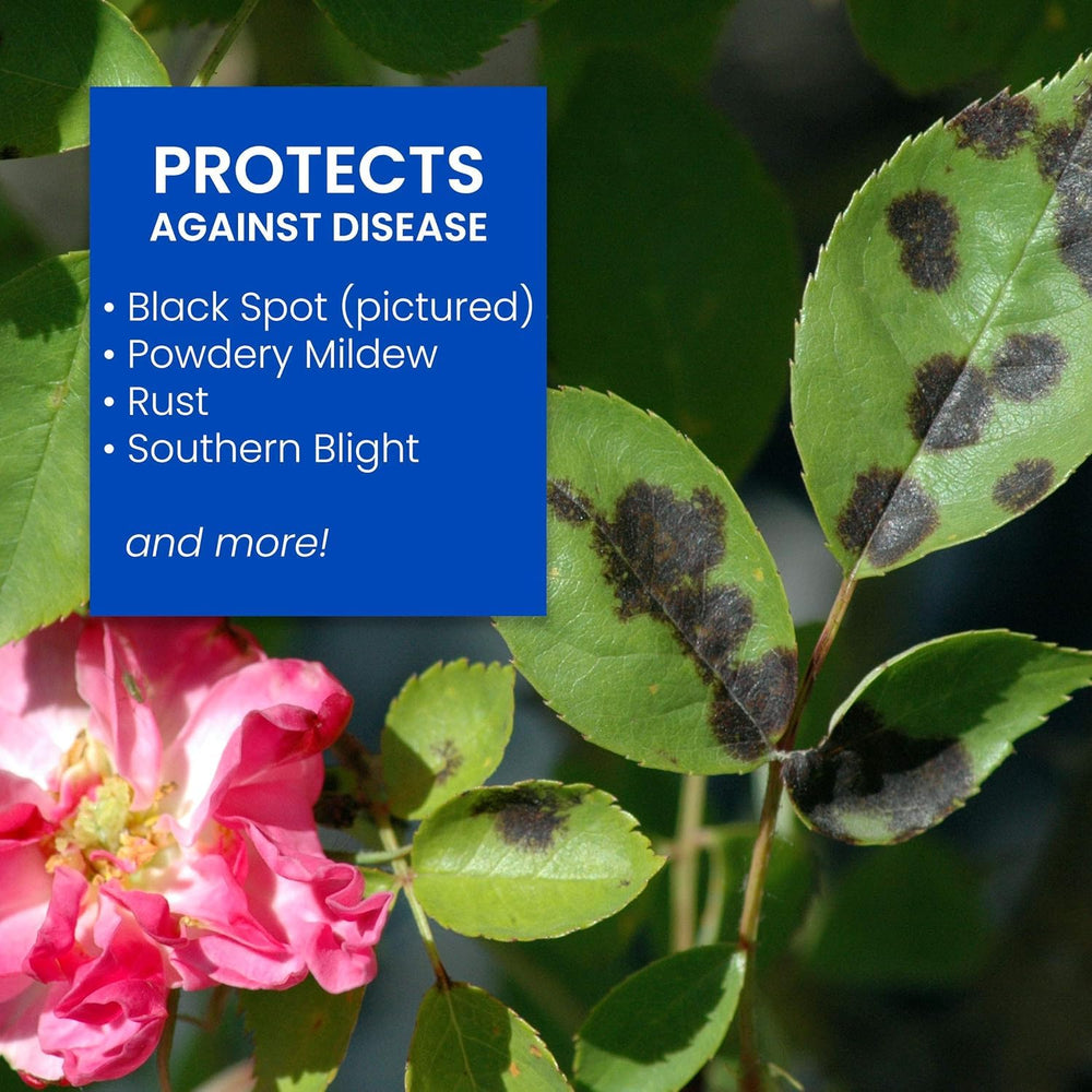 BioAdvanced being poured at the base of a rose plant providing root feeding