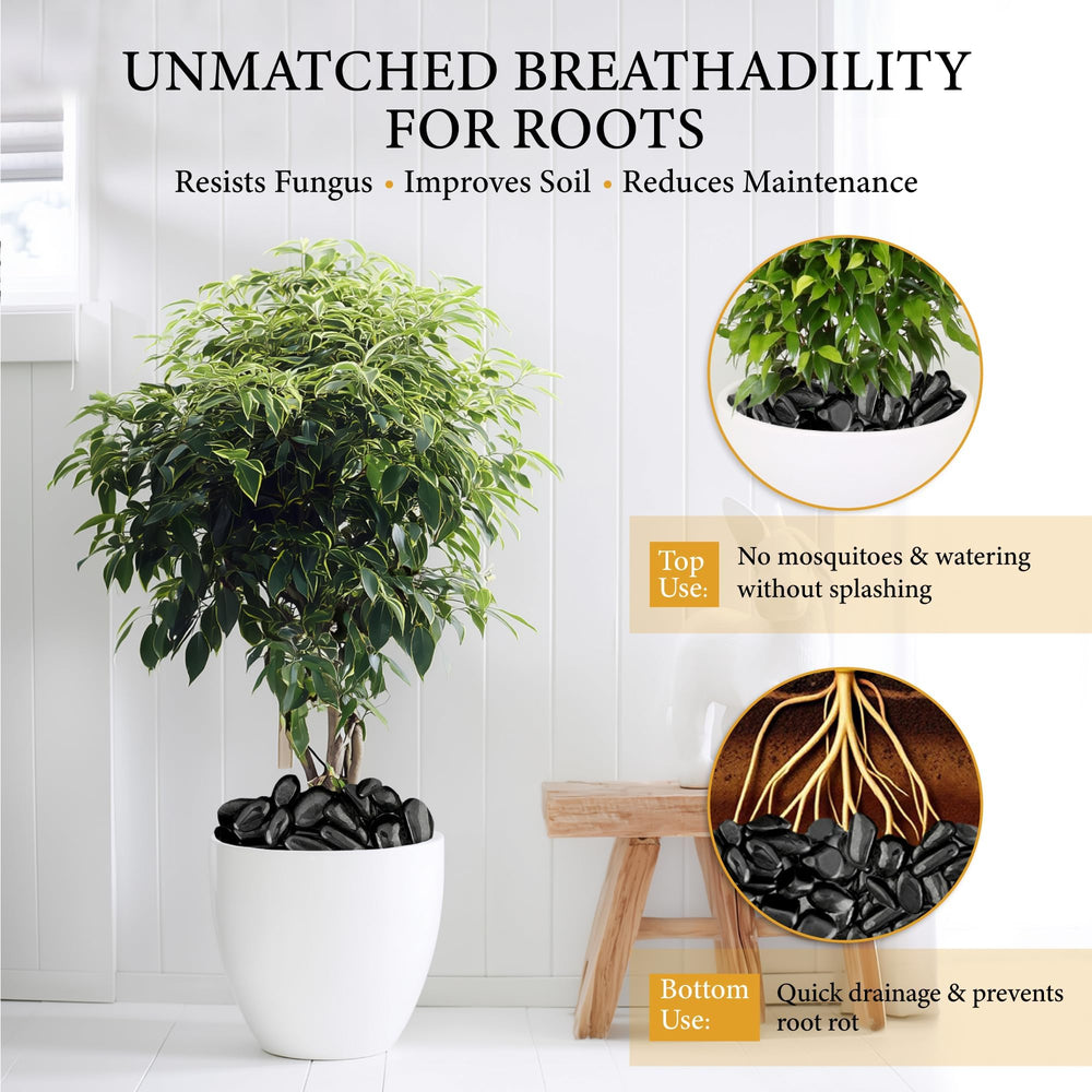 BIOMAND potted plants with top-dressing showing cleaner soil and moisture control