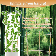 Biotol trellis installed in pot with vine demonstrating vertical plant support