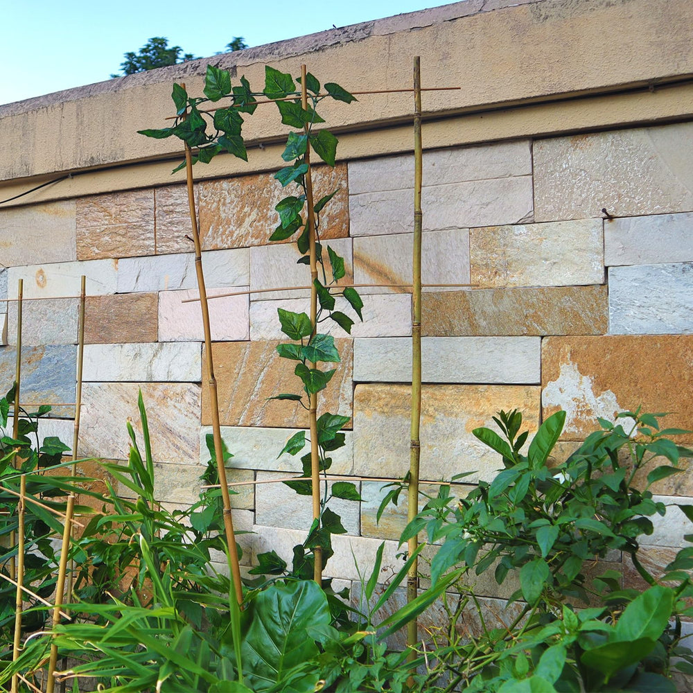 Biotol trellis next to ruler for scale illustrating its 3ft height