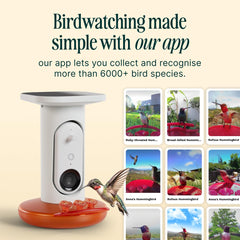 Bird Buddy nectar ports closeup showing bird-friendly feeding design