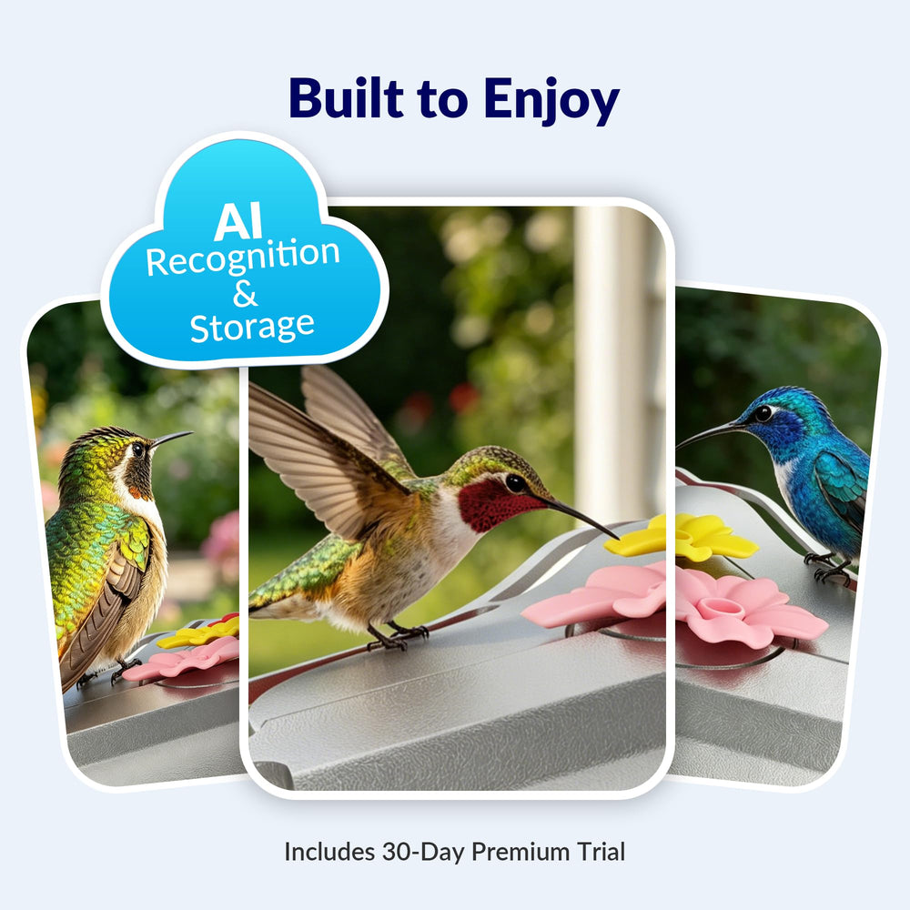 BirdBlume feeder in use with hummingbird visiting, enabling real-time observation and alerts