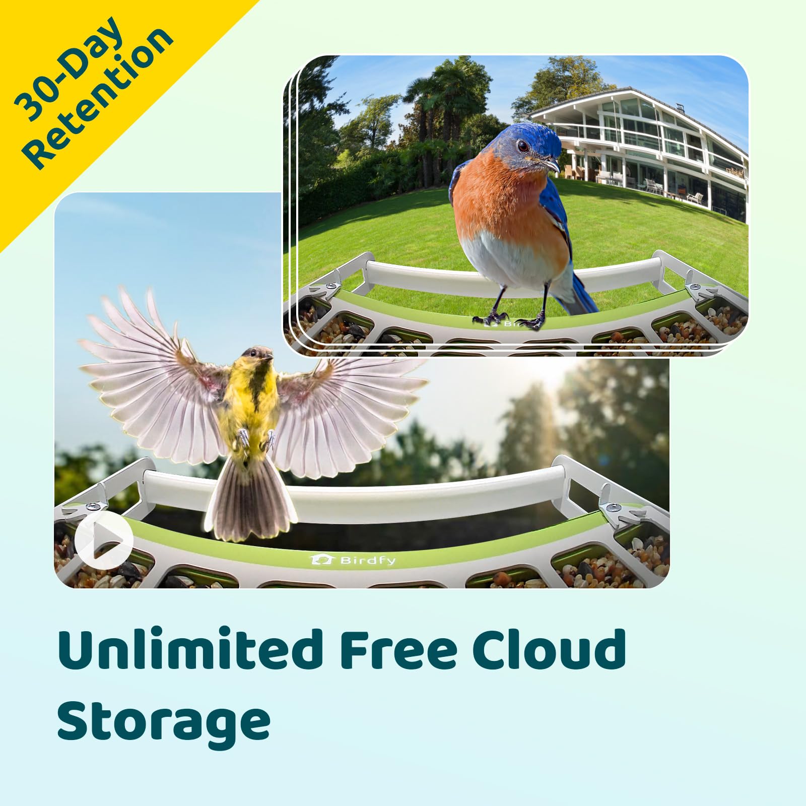 Birdfy with bird perched showing natural feeding behavior and reliable perch