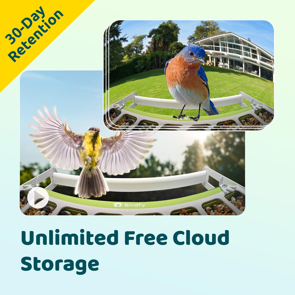 Birdfy with bird perched showing natural feeding behavior and reliable perch