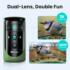 Birdfy close-up of 2K lens capturing feather detail and sharp close-up benefit