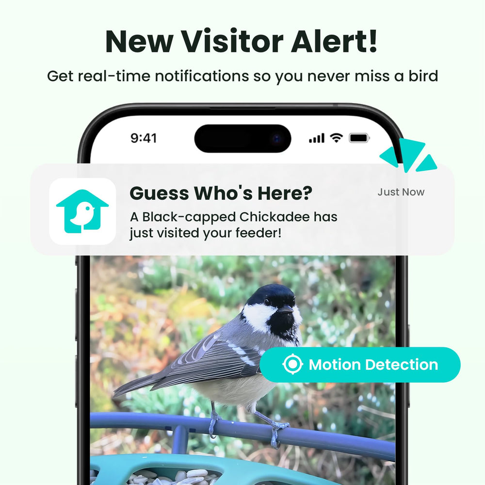 Birdfy recording birds at feeder in use showing smooth tracking and live capture benefit