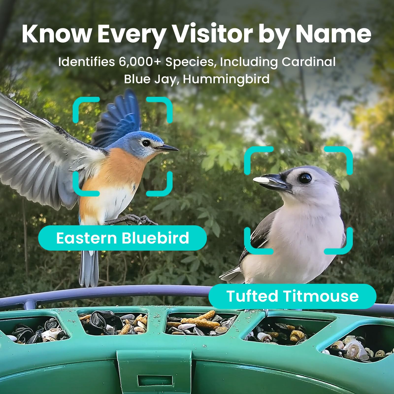 Birdfy mounted in backyard demonstrating installation and enhanced observation benefit