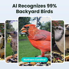 Birdfy infrared night vision image showing nighttime detection benefit