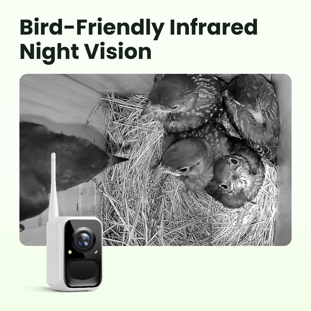 Birdfy night vision image demonstrating IR view and discreet nocturnal monitoring