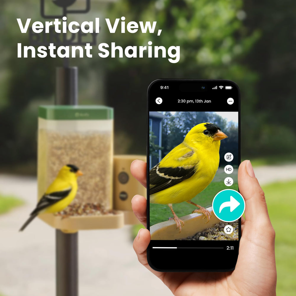 Birdfy feeder in a backyard setting attracting birds for observation benefit