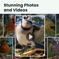 Birdfy app slow-motion playback screen showing behavior study benefit