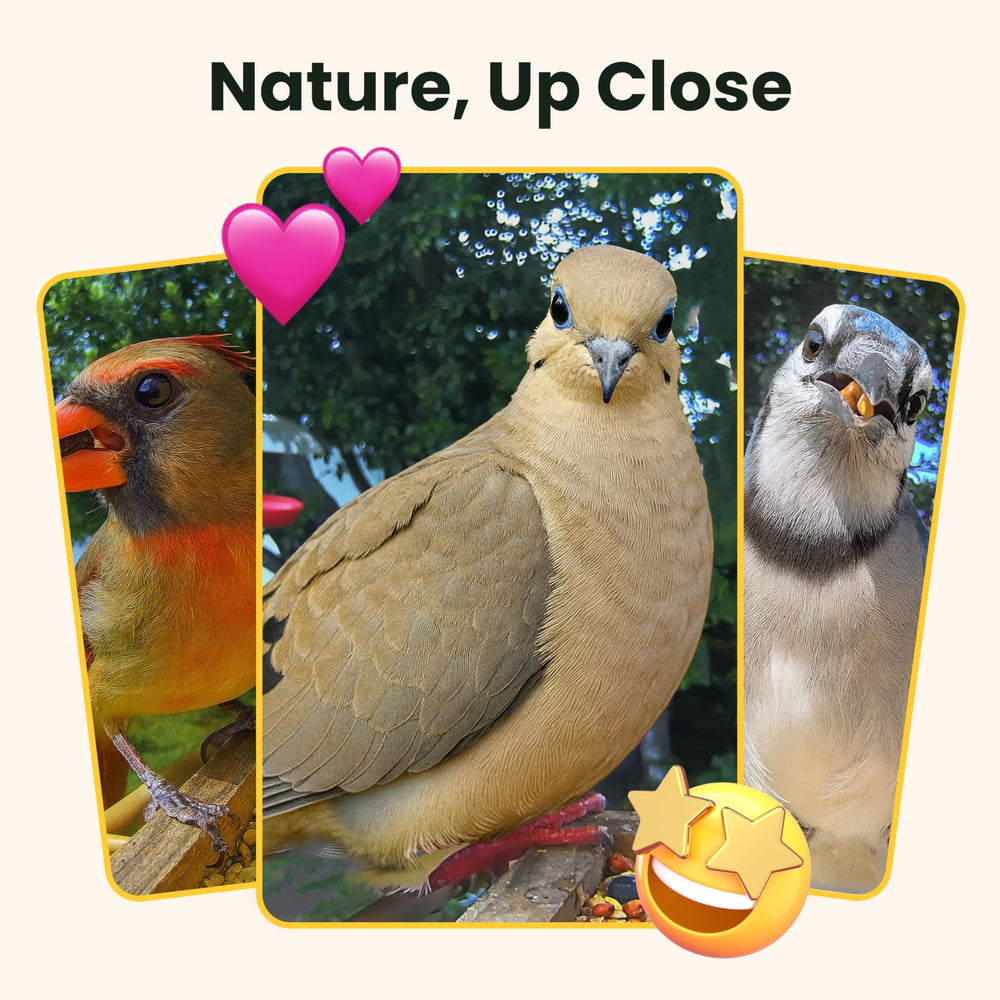 Birdfy slow-motion frame demonstrating wing detail and educational value
