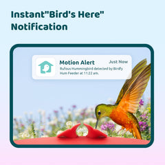 Birdfy solar panel on top capturing sunlight to extend battery life