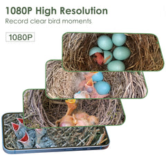 Birdkiss internal camera view showing live 1080p feed and clear nest detail